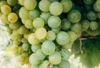 White grapes