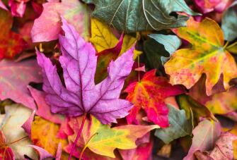 autumnleaves