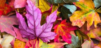 autumnleaves