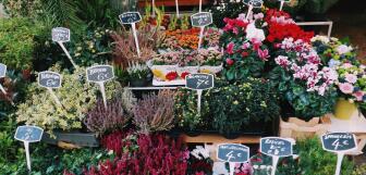 pexels margo schmiederer 5852338