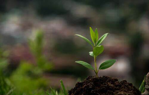 pema gyamtsho PANYR2 Asb4 unsplash