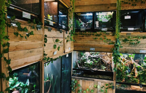 Pets Paradise Display