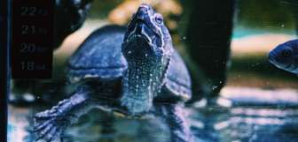 Pets Paradise Turtle