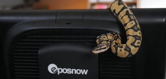 Pets paradise snake 1